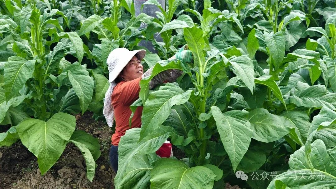 王应梅.jpg