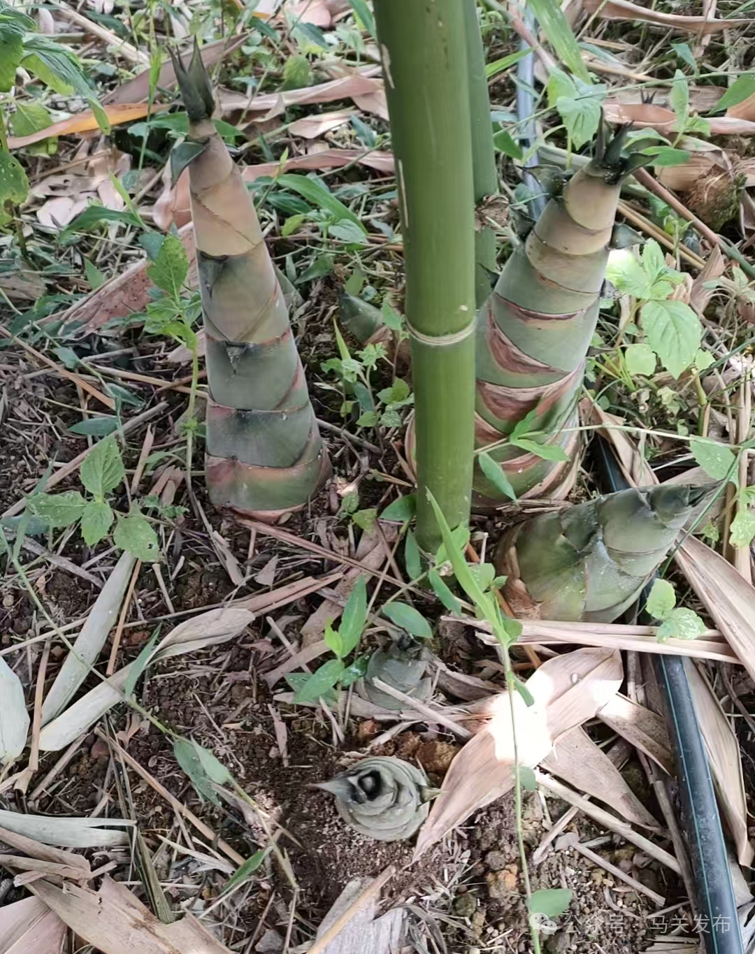 破土而出的鲜竹笋.jpg