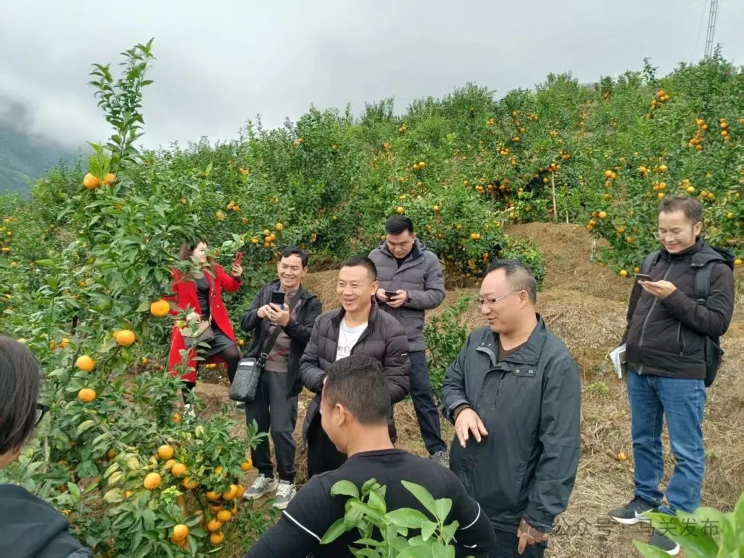 沃柑基地 (2).jpg