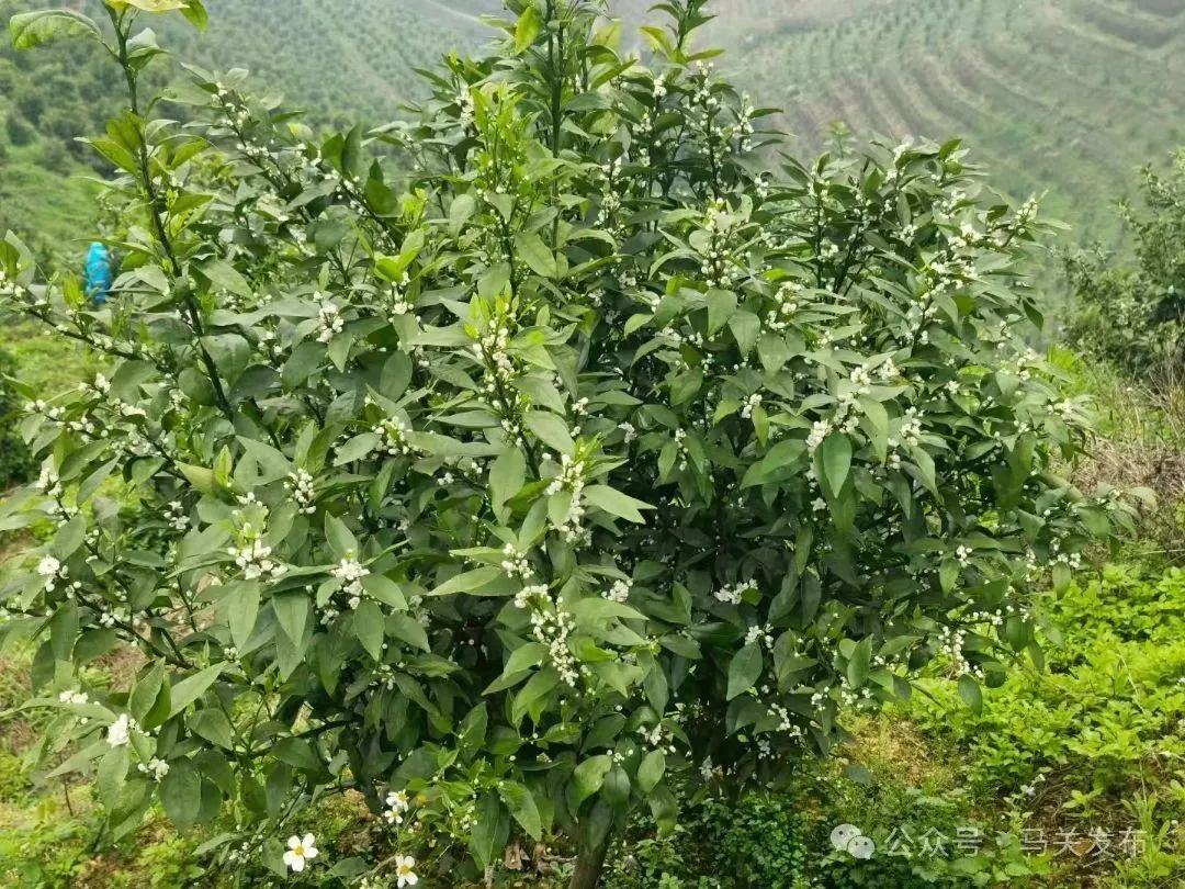 沃柑开花.jpg