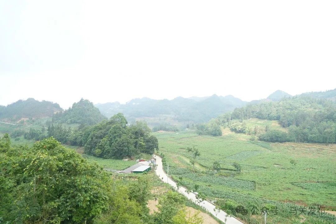 洋瓜种植基地.jpg