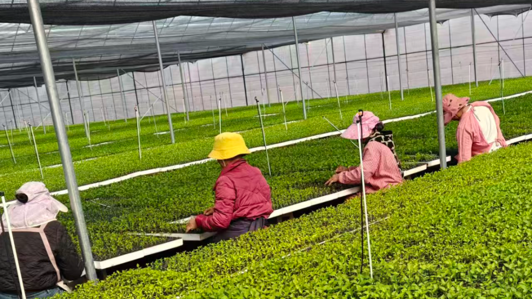 辣椒苗育苗基地工人育苗1.jpg