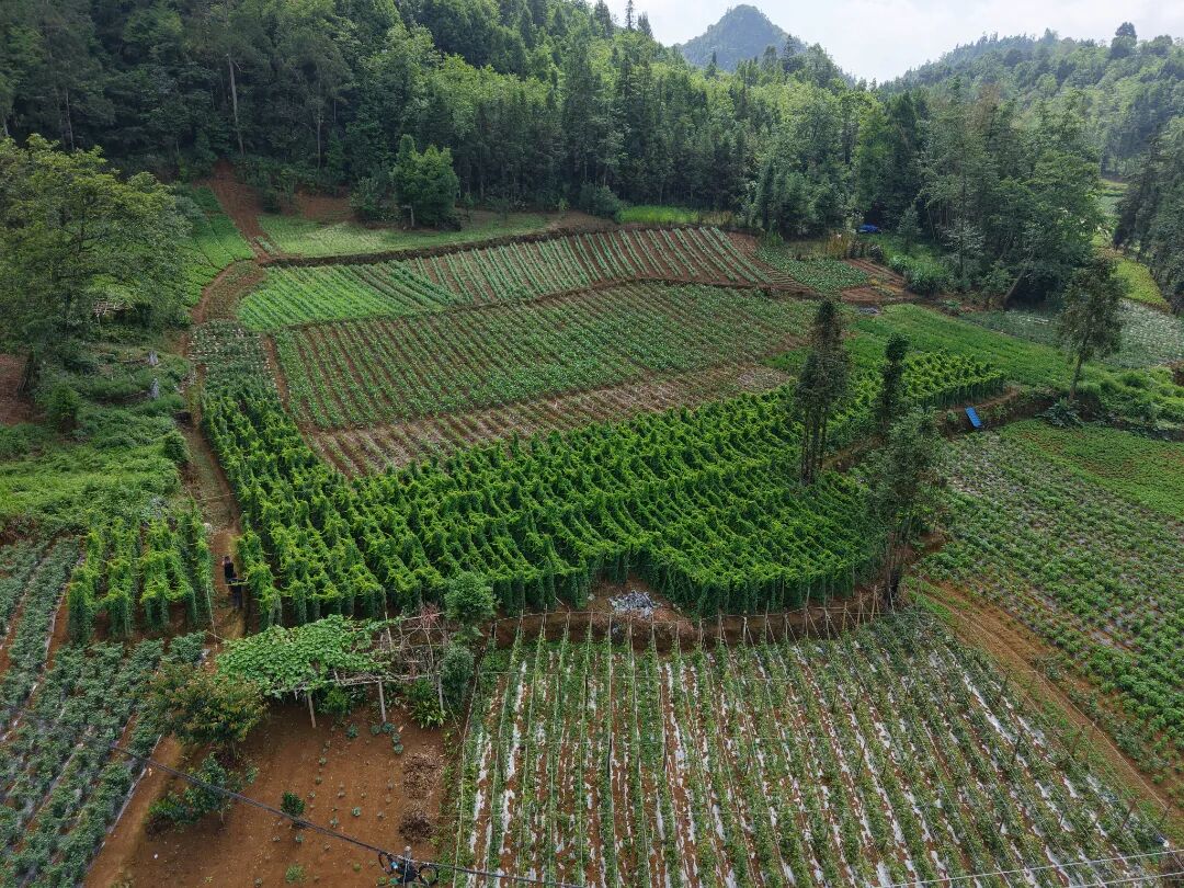 DJI_20260603102347_0234_D.JPG