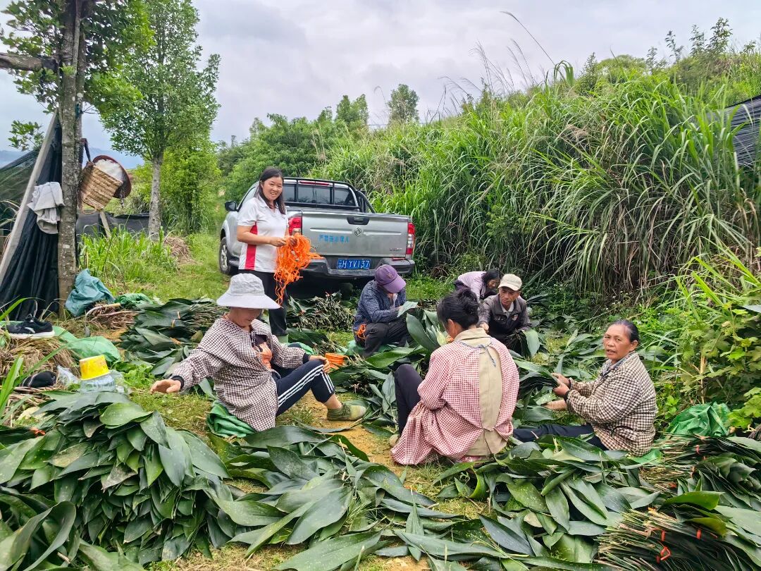 陈带着工人分拣.jpg