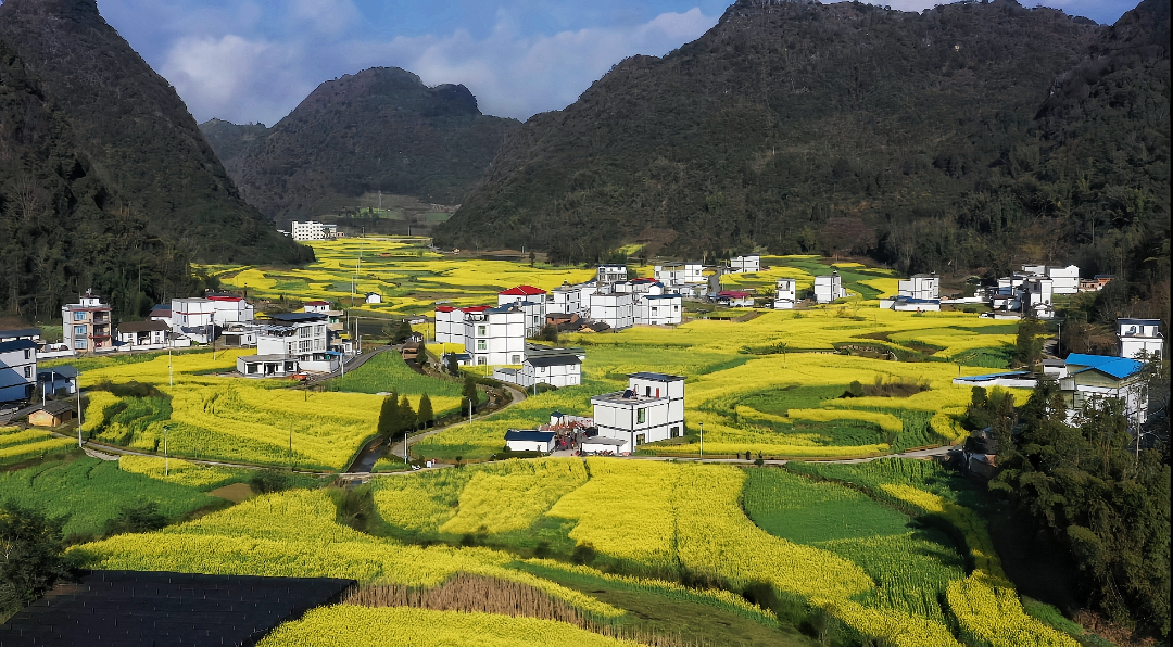 3-3.夹寒箐油菜花.jpg
