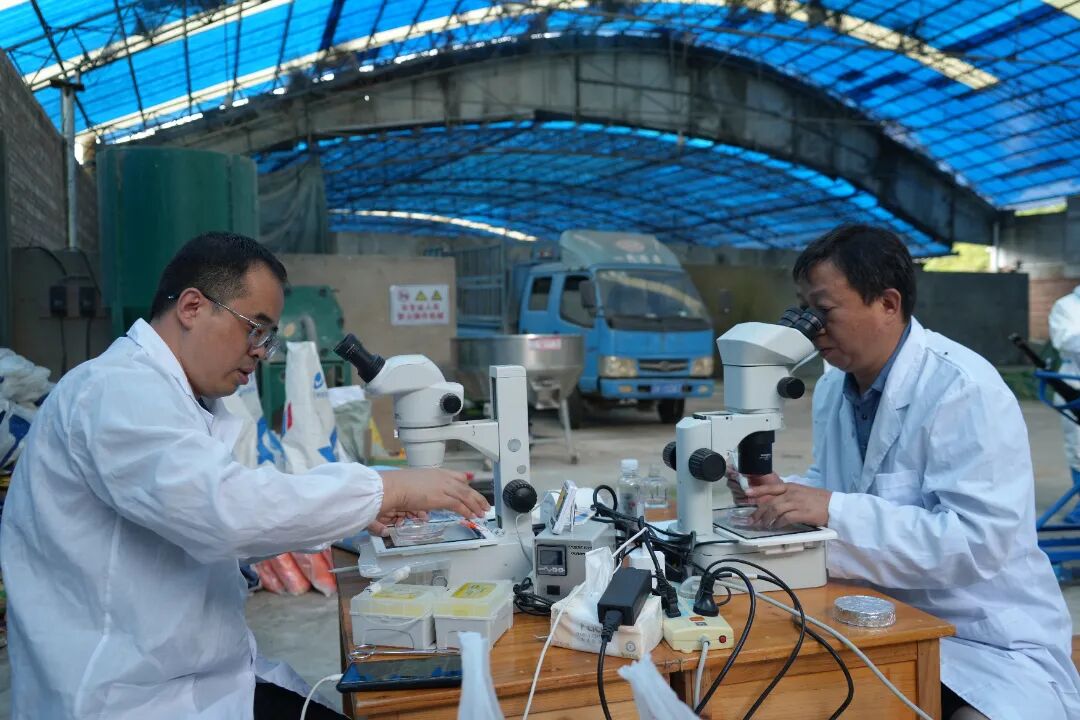 云南省畜牧兽医科学院研究员微镜下进行检胚和分级.JPG