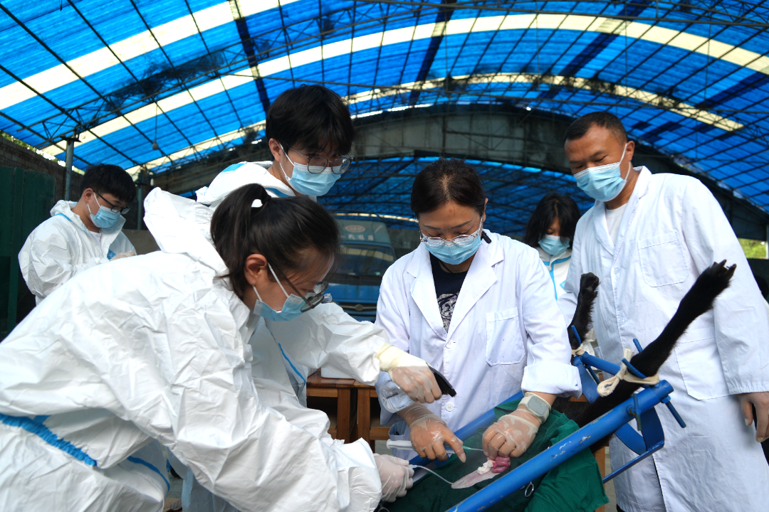 云南省畜牧兽医科学院研究员 李卫娟(冲胚胎).JPG