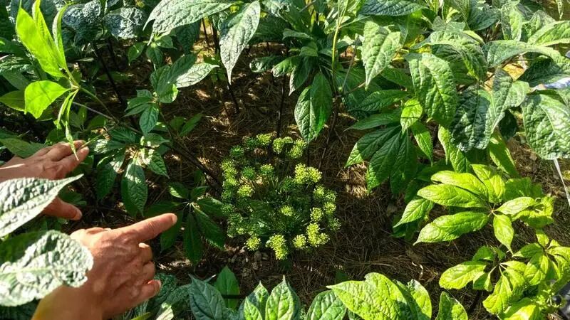 查看三七植株.jpg