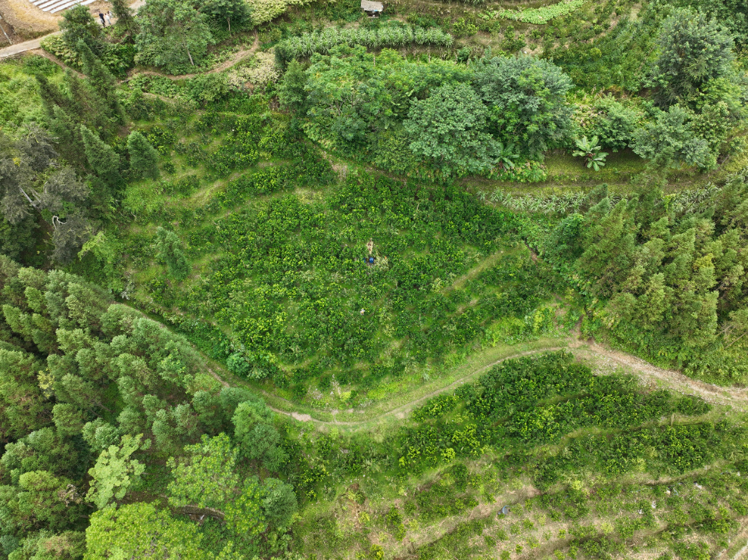 DJI_20260908095402_0001_D.JPG