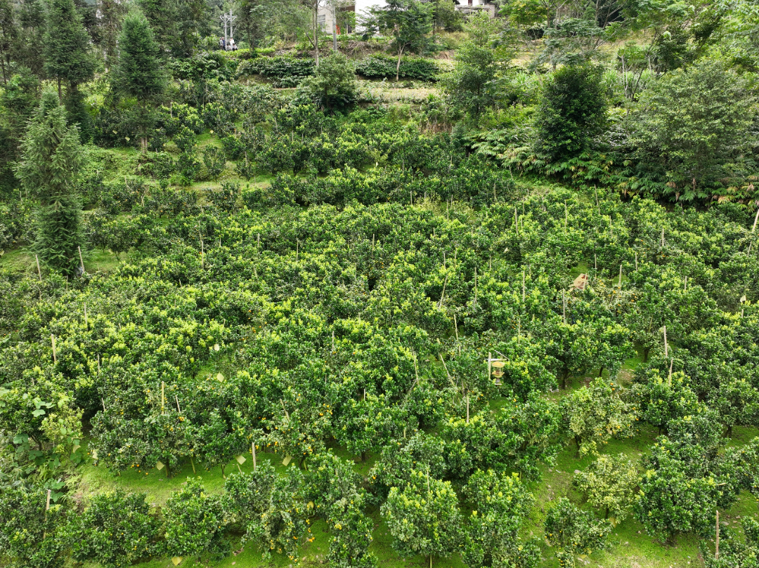 DJI_20260908095717_0008_D.JPG