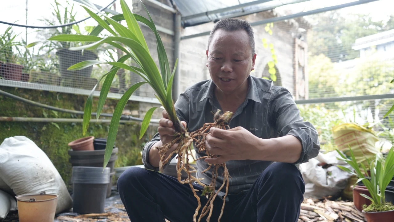 2.韦唐方研究兰花分芽.jpg