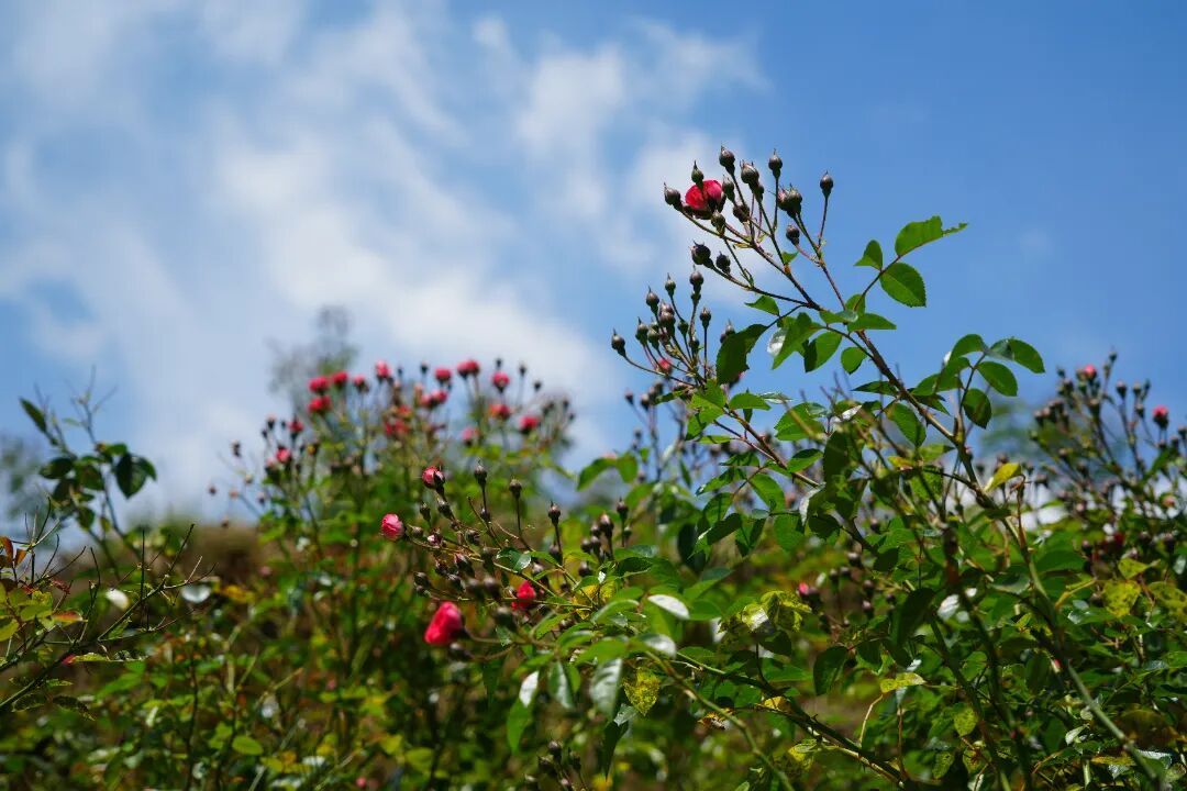 DSC09260.JPG