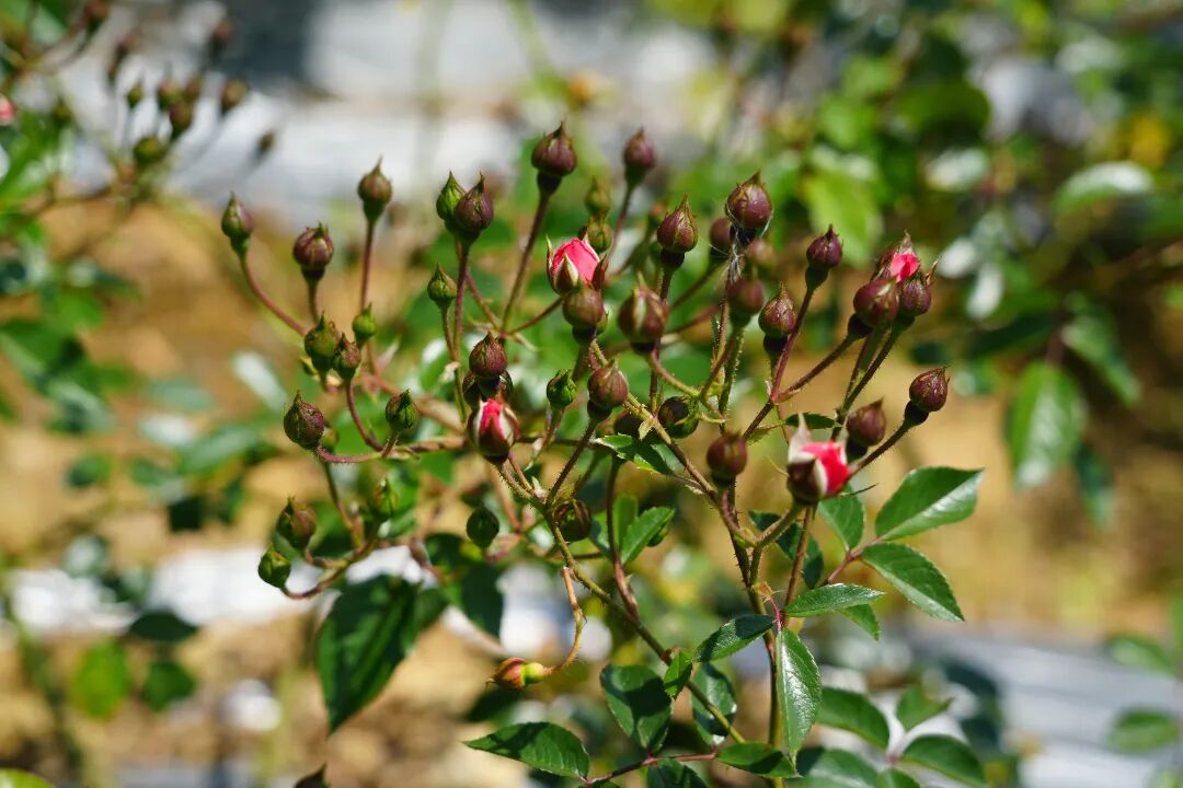 DSC09264.JPG